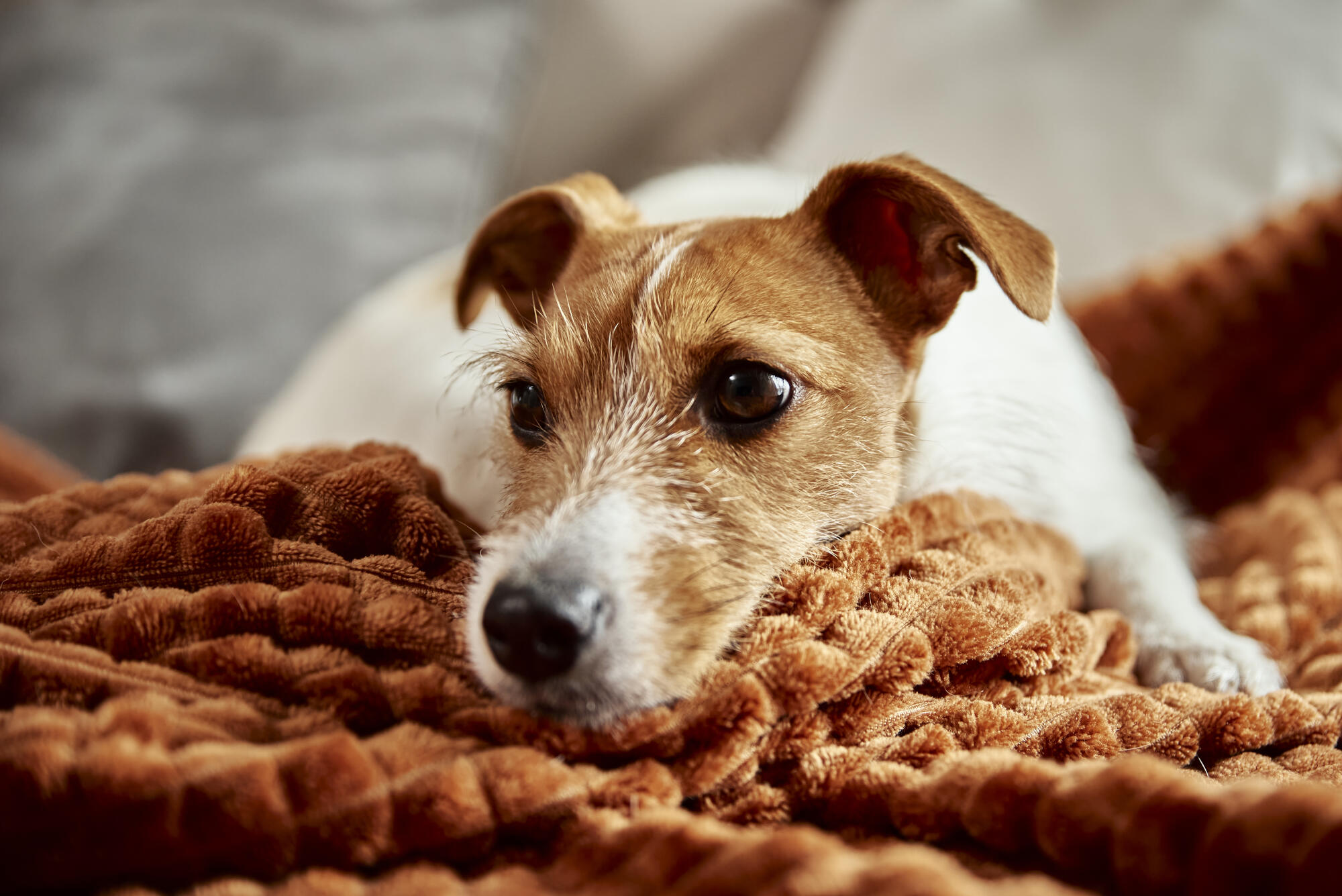 Pet-Friendly Assisted Living in Gallatin, TN: What to Expect